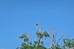 Darmor 6th Eagle